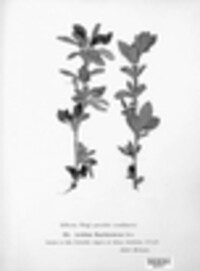Aecidium magellanicum image